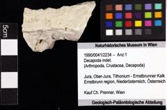 Foto (Objket + Etiketten) von Decapoda indet. 